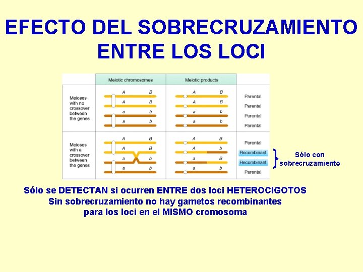 EFECTO DEL SOBRECRUZAMIENTO ENTRE LOS LOCI Sólo con sobrecruzamiento Sólo se DETECTAN si ocurren