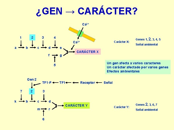 ¿GEN → CARÁCTER? Ca 2+ 1 2 3 4 Carácter X: Ca 2+ a