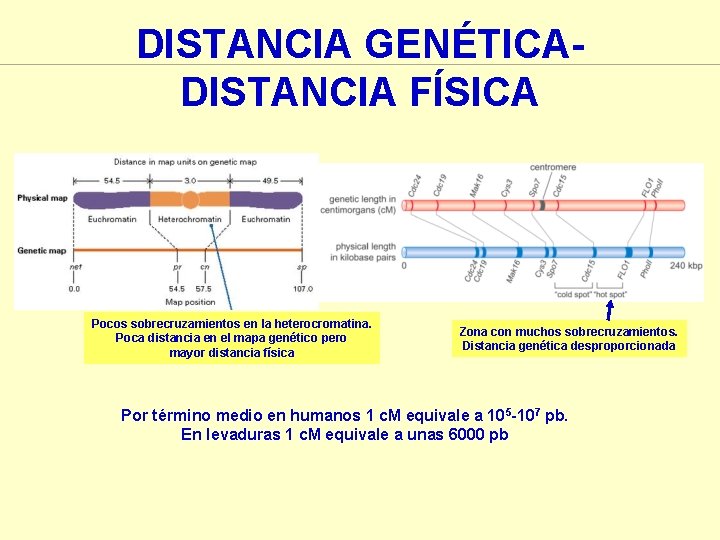 DISTANCIA GENÉTICADISTANCIA FÍSICA Pocos sobrecruzamientos en la heterocromatina. Poca distancia en el mapa genético