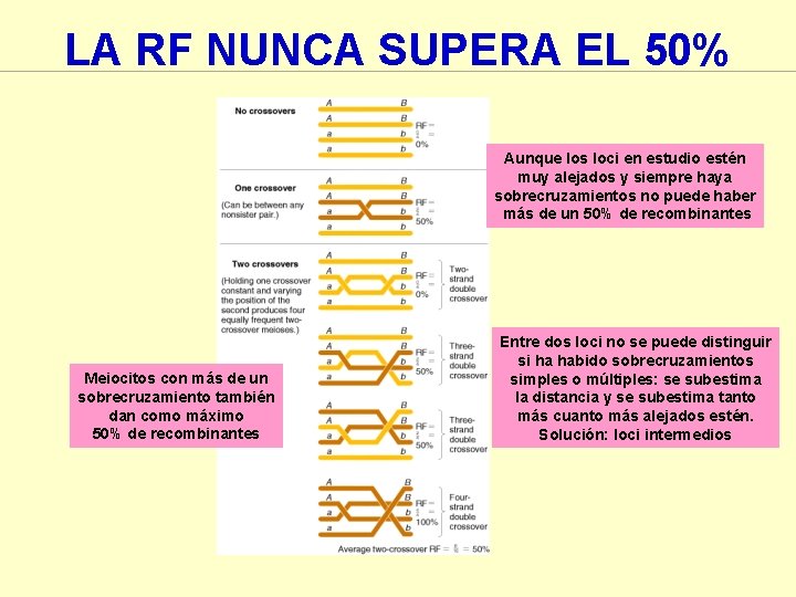 LA RF NUNCA SUPERA EL 50% Aunque los loci en estudio estén muy alejados