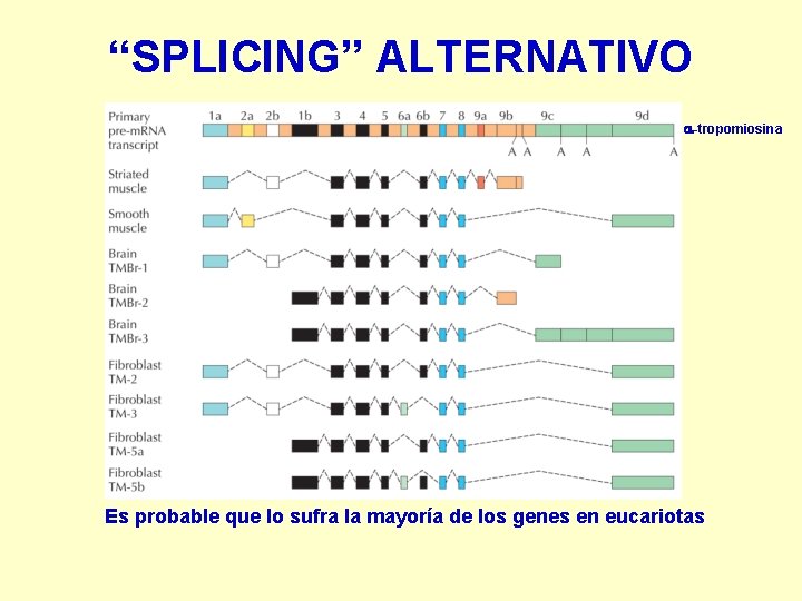 “SPLICING” ALTERNATIVO a-tropomiosina Es probable que lo sufra la mayoría de los genes en