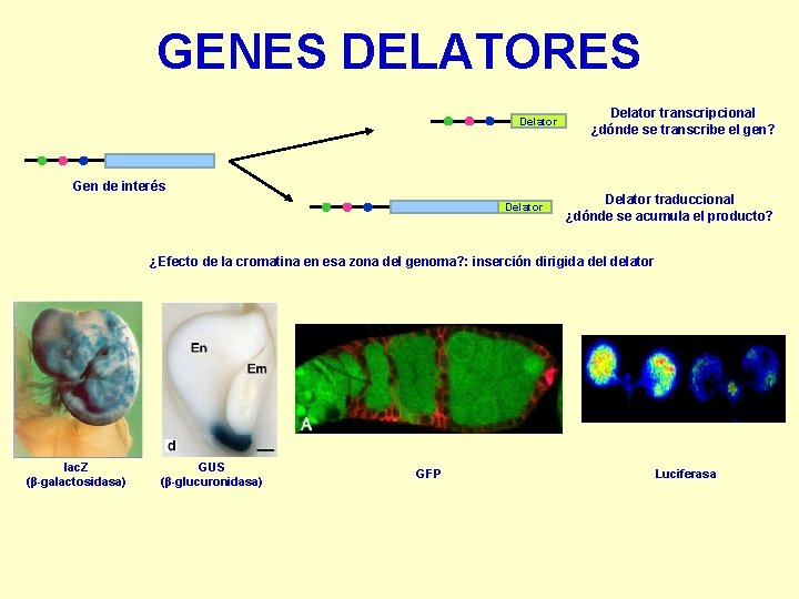 GENES DELATORES Delator Gen de interés Delator transcripcional ¿dónde se transcribe el gen? Delator