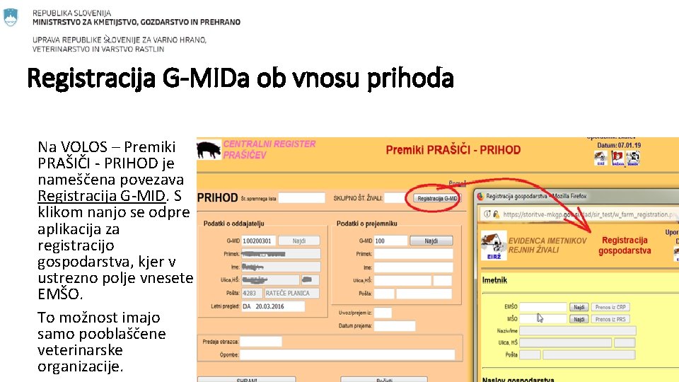 Registracija G-MIDa ob vnosu prihoda Na VOLOS – Premiki PRAŠIČI - PRIHOD je nameščena