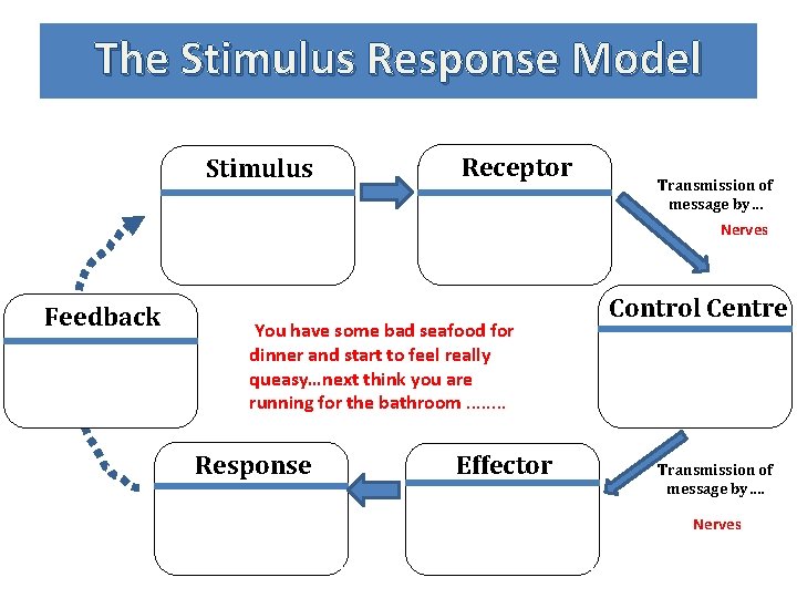 The Stimulus Response Model Stimulus Receptor Noxious chemicals from bacteria ingested with food Chemoreceptors