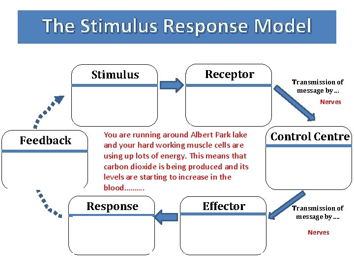 The Stimulus Response Model Stimulus Carbon dioxide level of the blood increases Feedback Reduction