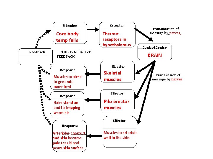 Receptor Stimulus Core body temp falls Feedback Thermoreceptors in hypothalamus …. . THIS IS