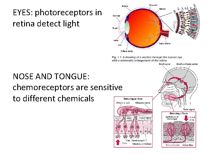 EYES: photoreceptors in retina detect light NOSE AND TONGUE: chemoreceptors are sensitive to different