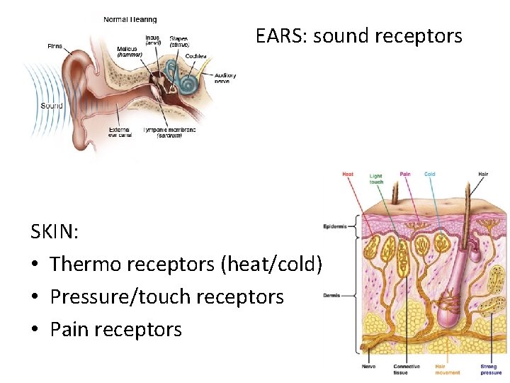 EARS: sound receptors SKIN: • Thermo receptors (heat/cold) • Pressure/touch receptors • Pain receptors