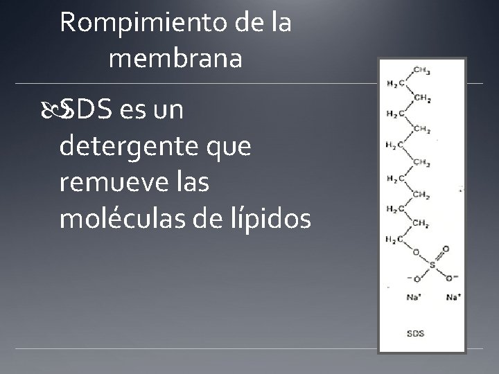 Rompimiento de la membrana SDS es un detergente que remueve las moléculas de lípidos