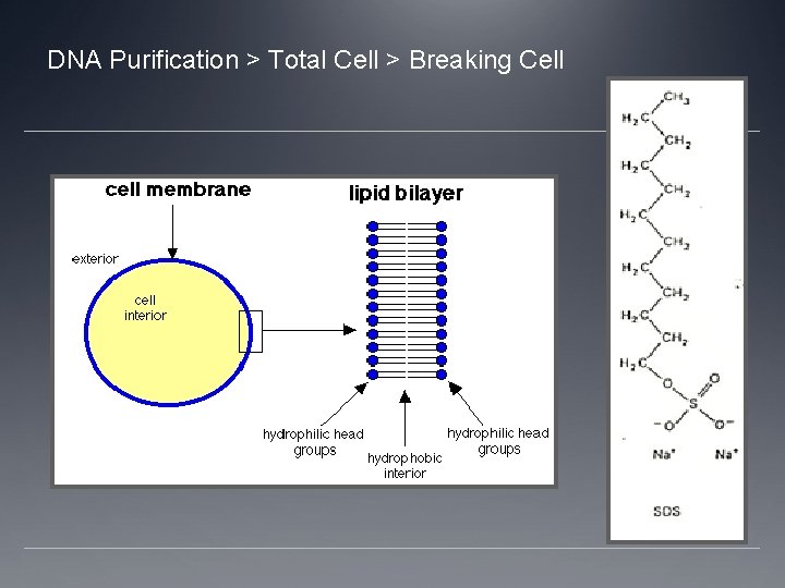 DNA Purification > Total Cell > Breaking Cell 