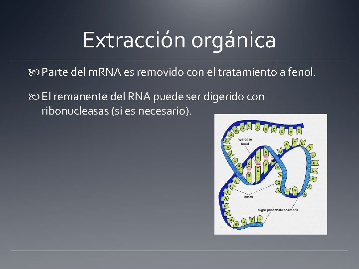 Extracción orgánica Parte del m. RNA es removido con el tratamiento a fenol. El