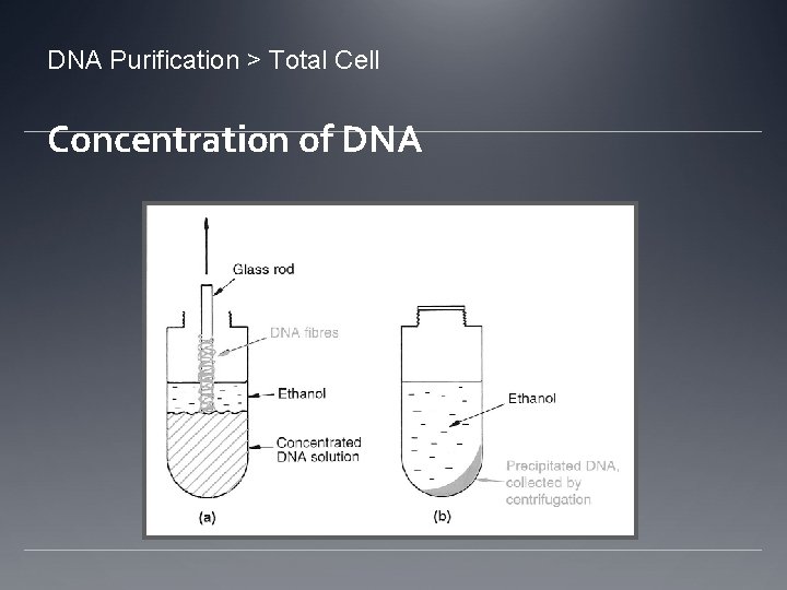 DNA Purification > Total Cell Concentration of DNA 