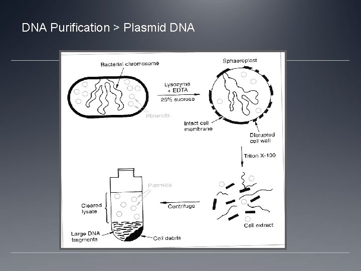 DNA Purification > Plasmid DNA 