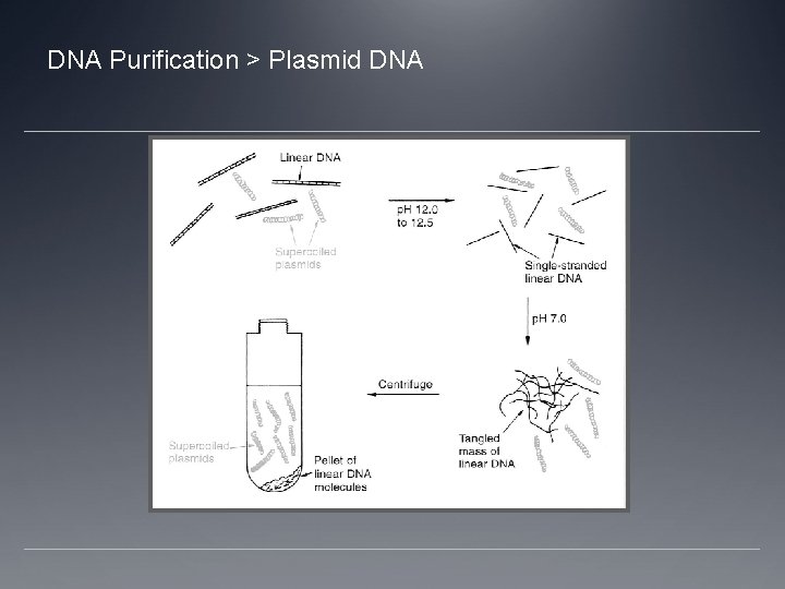 DNA Purification > Plasmid DNA 