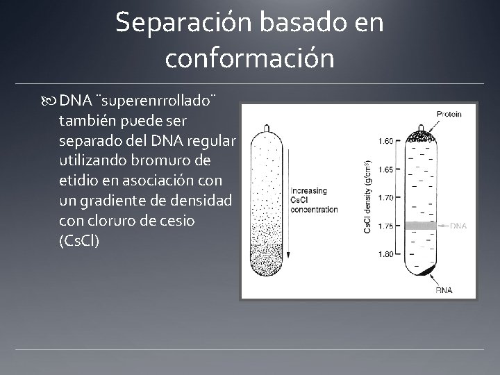 Separación basado en conformación DNA ¨superenrrollado¨ también puede ser separado del DNA regular utilizando