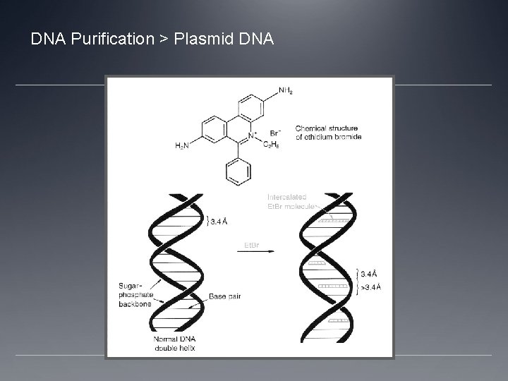 DNA Purification > Plasmid DNA 