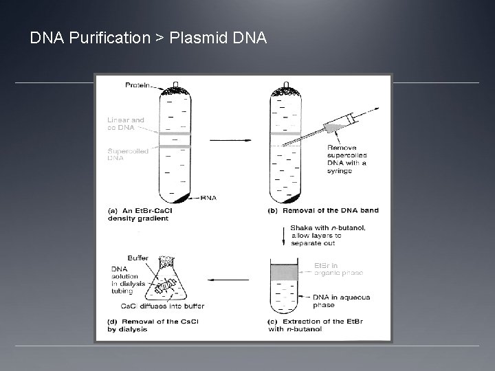 DNA Purification > Plasmid DNA 