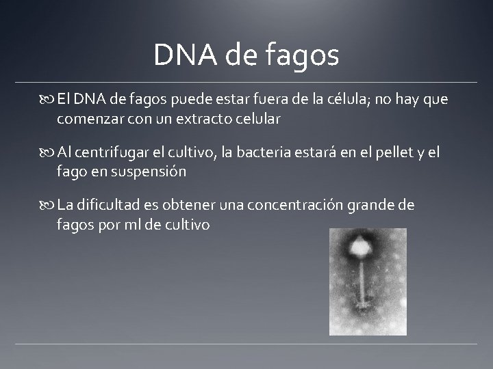 DNA de fagos El DNA de fagos puede estar fuera de la célula; no