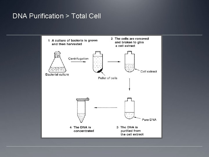 DNA Purification > Total Cell 