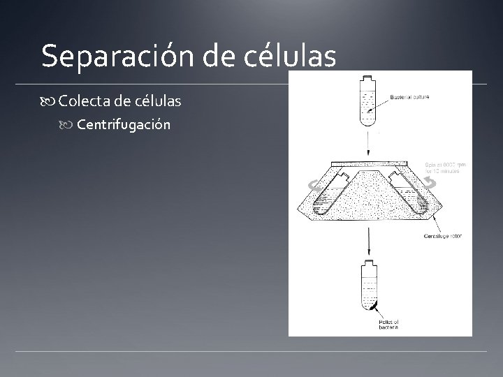 Separación de células Colecta de células Centrifugación 