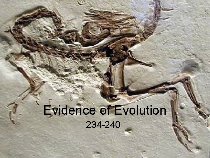 Evidence of Evolution 234 -240 