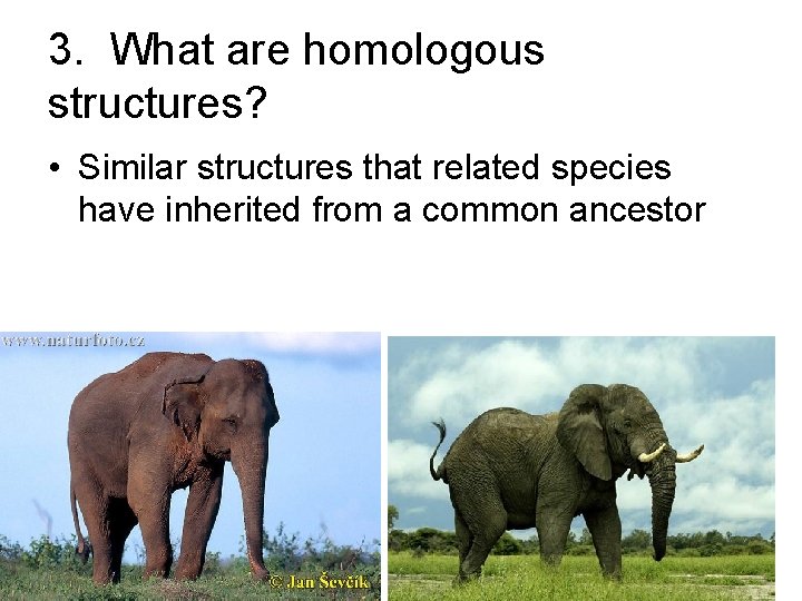 3. What are homologous structures? • Similar structures that related species have inherited from