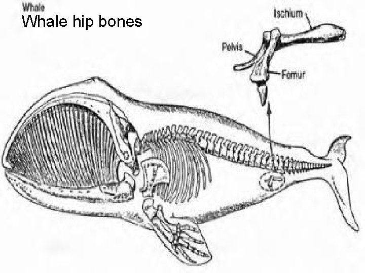 Whale hip bones 