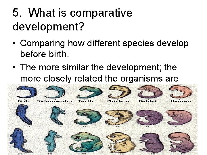 5. What is comparative development? • Comparing how different species develop before birth. •