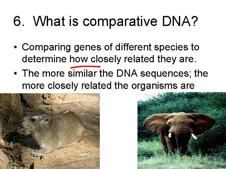 6. What is comparative DNA? • Comparing genes of different species to determine how