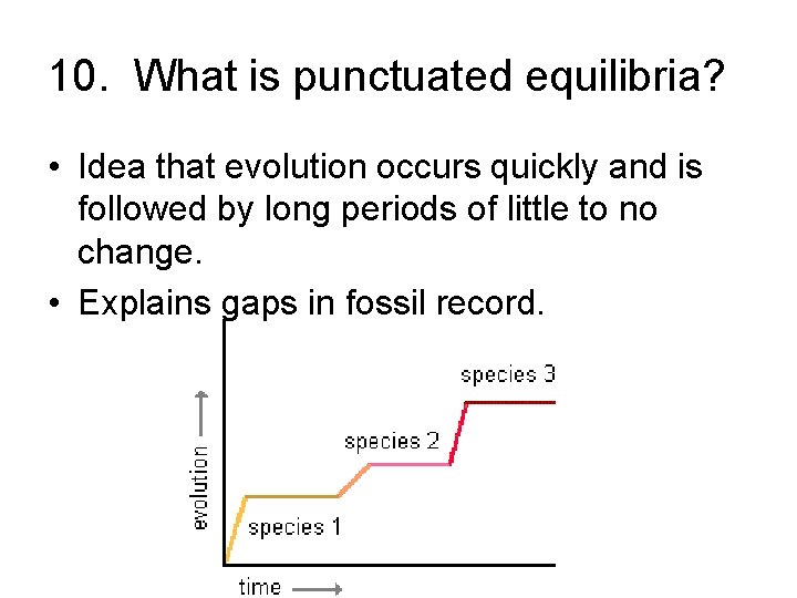 10. What is punctuated equilibria? • Idea that evolution occurs quickly and is followed