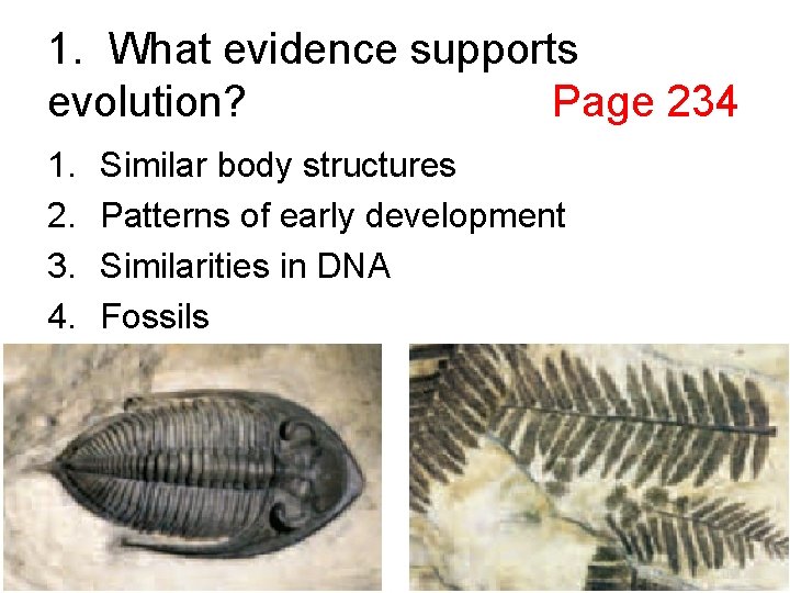 1. What evidence supports evolution? Page 234 1. 2. 3. 4. Similar body structures