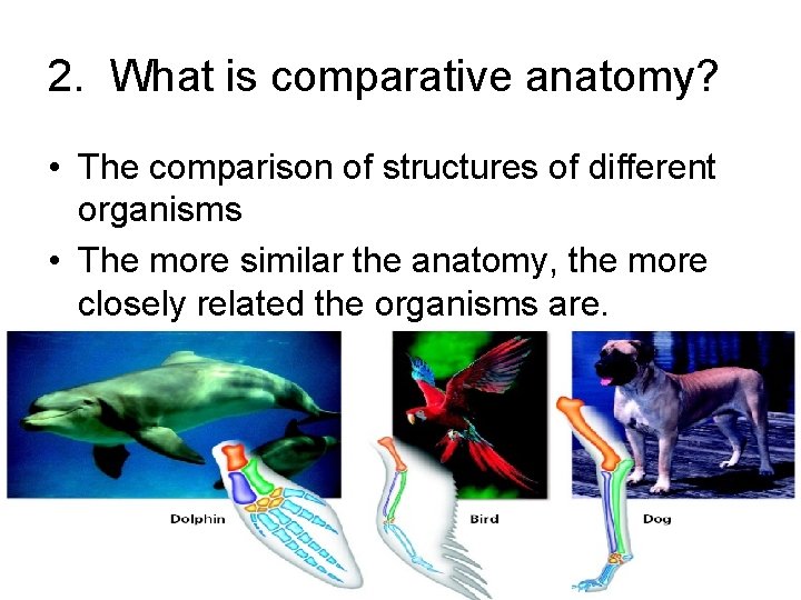 2. What is comparative anatomy? • The comparison of structures of different organisms •