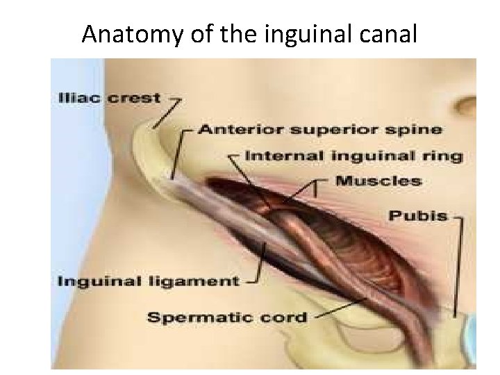 Anatomy of the inguinal canal 