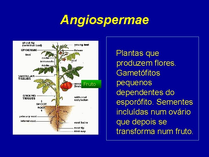 Angiospermae Fruto Plantas que produzem flores. Gametófitos pequenos dependentes do esporófito. Sementes incluídas num