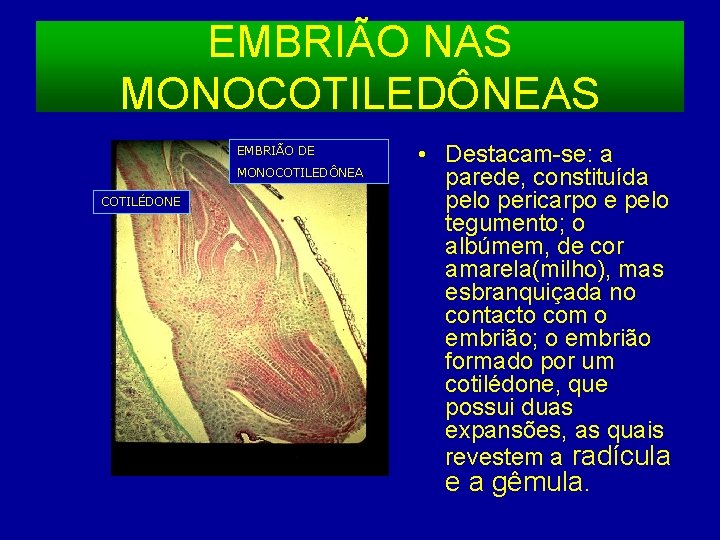 EMBRIÃO NAS MONOCOTILEDÔNEAS EMBRIÃO DE MONOCOTILEDÔNEA COTILÉDONE • Destacam-se: a parede, constituída pelo pericarpo