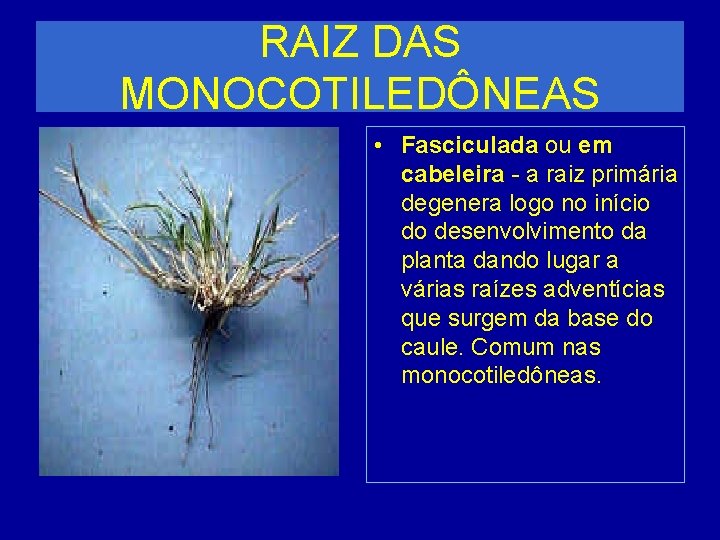 RAIZ DAS MONOCOTILEDÔNEAS • Fasciculada ou em cabeleira - a raiz primária degenera logo