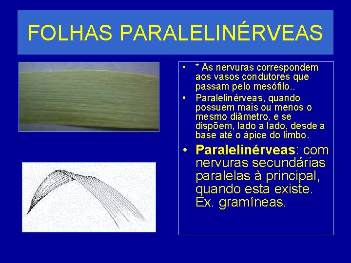 FOLHAS PARALELINÉRVEAS • * As nervuras correspondem aos vasos condutores que passam pelo mesófilo.