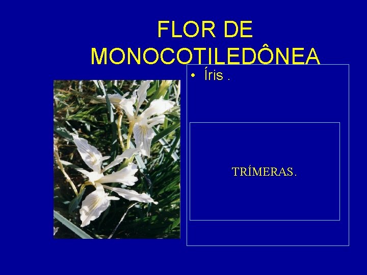 FLOR DE MONOCOTILEDÔNEA • Íris. TRÍMERAS. 