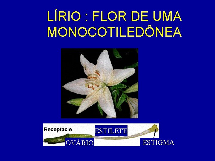 LÍRIO : FLOR DE UMA MONOCOTILEDÔNEA ESTILETE OVÁRIO ESTIGMA 