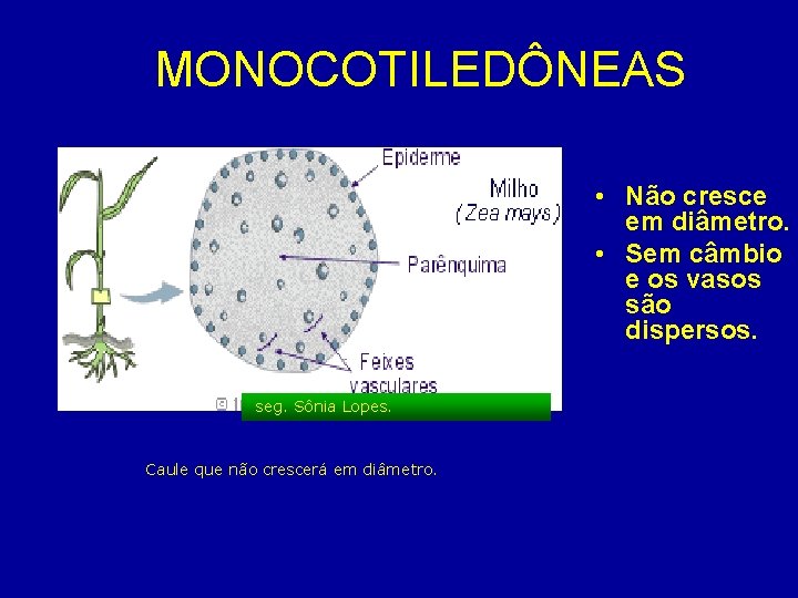 MONOCOTILEDÔNEAS • Não cresce em diâmetro. • Sem câmbio e os vasos são dispersos.