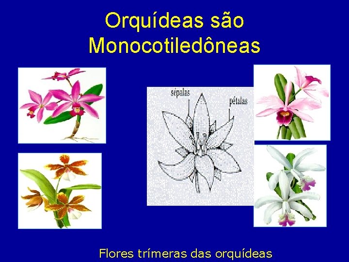 Orquídeas são Monocotiledôneas Flores trímeras das orquídeas 