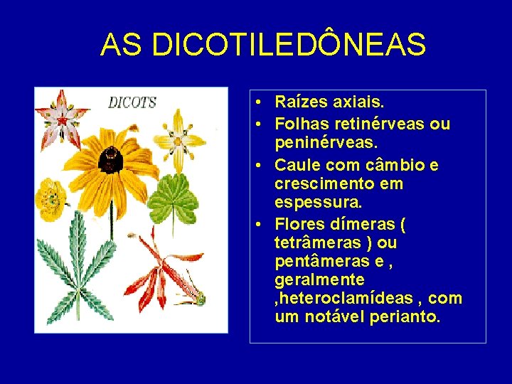 AS DICOTILEDÔNEAS • Raízes axiais. • Folhas retinérveas ou peninérveas. • Caule com câmbio