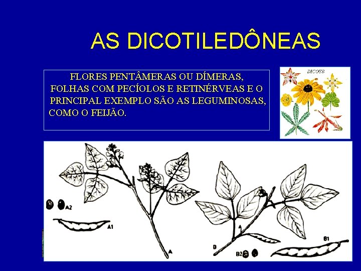 AS DICOTILEDÔNEAS FLORES PENT MERAS OU DÍMERAS, FOLHAS COM PECÍOLOS E RETINÉRVEAS E O