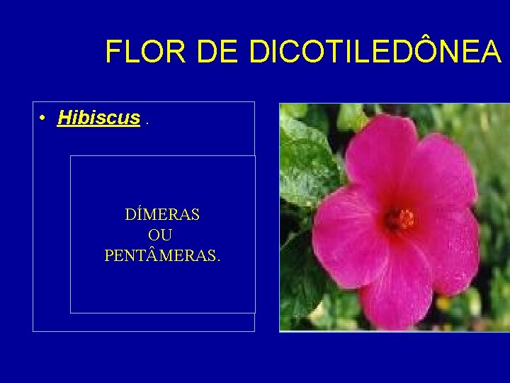 FLOR DE DICOTILEDÔNEA • Hibiscus. DÍMERAS OU PENT MERAS. 