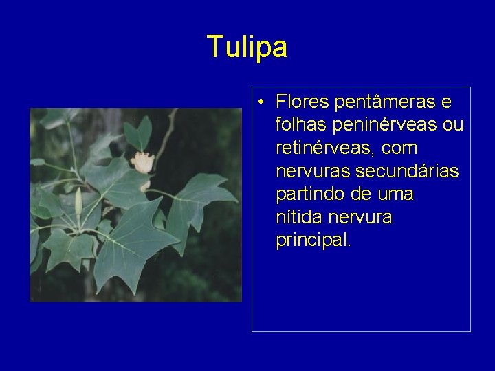 Tulipa • Flores pentâmeras e folhas peninérveas ou retinérveas, com nervuras secundárias partindo de