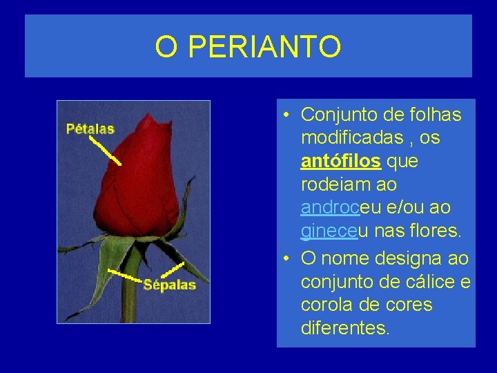 O PERIANTO • Conjunto de folhas modificadas , os antófilos que rodeiam ao androceu