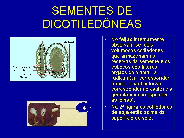 SEMENTES DE DICOTILEDÔNEAS soja • No feijão internamente, observam-se: dois volumosos cotilédones, que armazenam