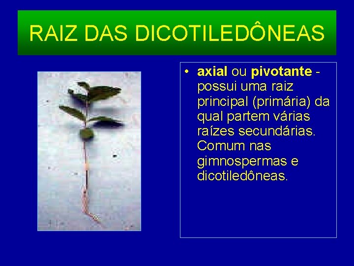 RAIZ DAS DICOTILEDÔNEAS • axial ou pivotante possui uma raiz principal (primária) da qual