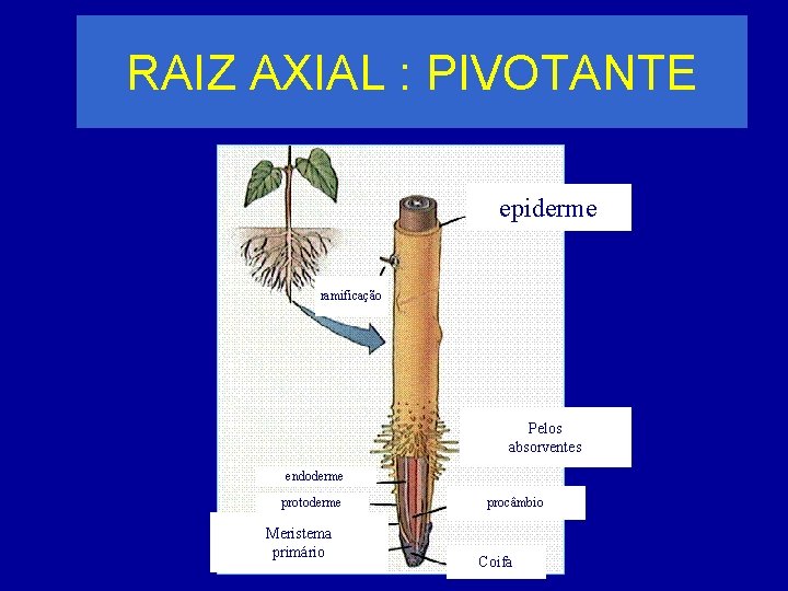 RAIZ AXIAL : PIVOTANTE epiderme ramificação Pelos absorventes endoderme protoderme Meristema primário procâmbio Coifa