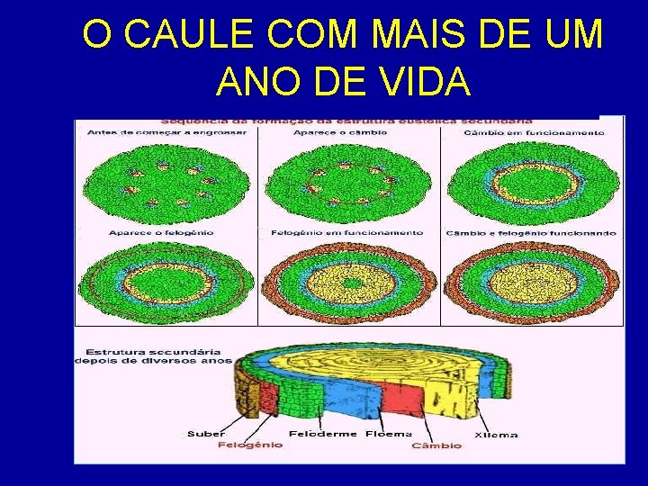 O CAULE COM MAIS DE UM ANO DE VIDA 